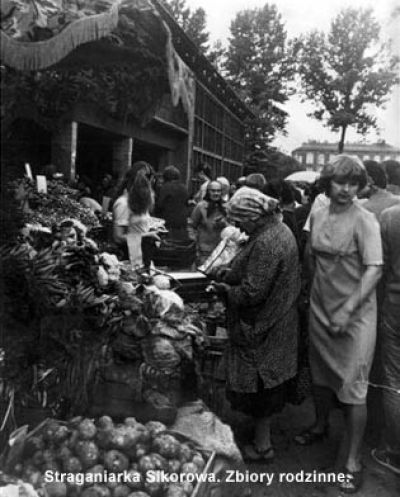 Straganiarka Sikorowa